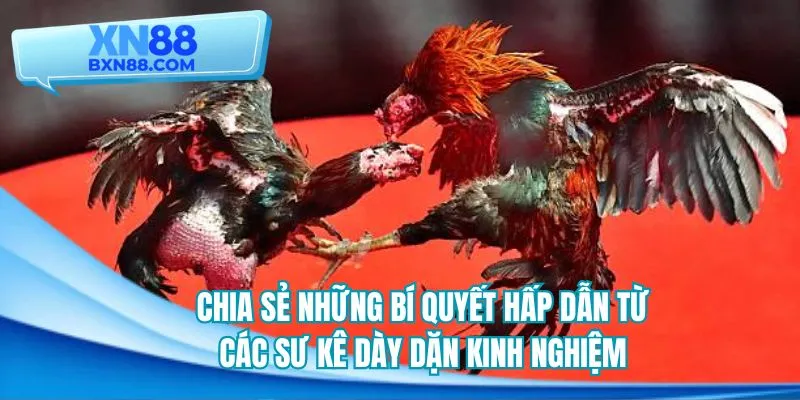 Bí quyết giúp đặt cược hiệu quả từ các sư kê lâu năm
