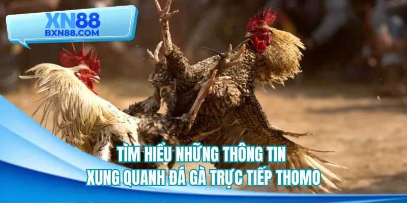 Tìm hiểu những thông tin xung quanh đá gà trực tiếp thomo